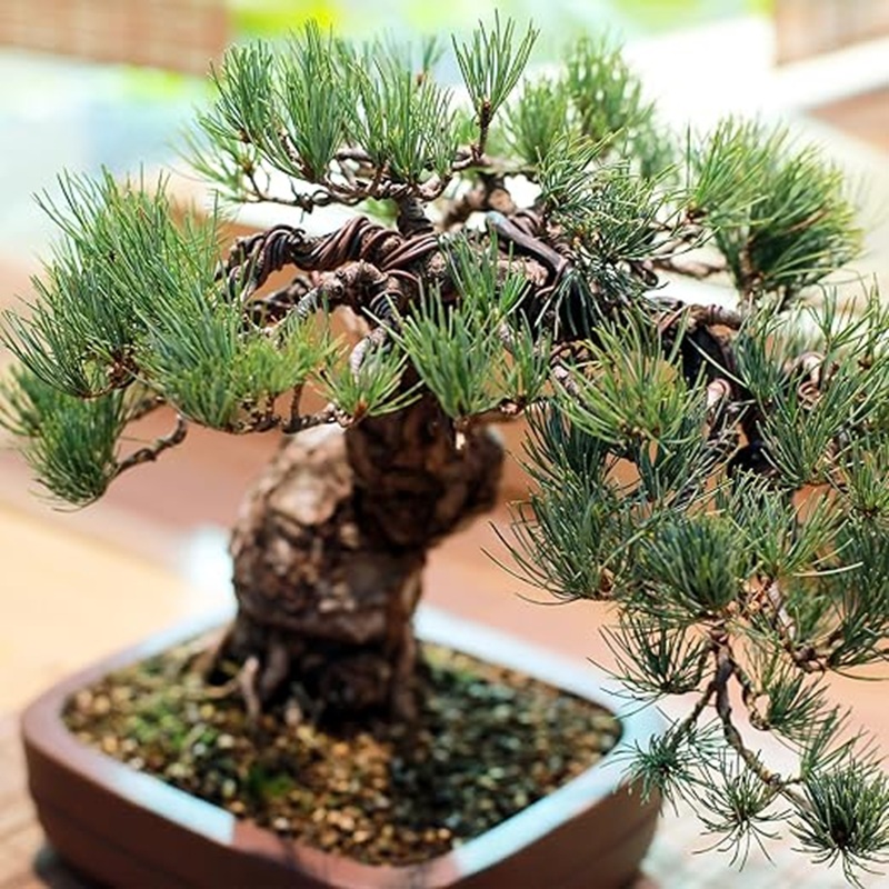 Fil de bonsaï en aluminium noi - Bonsai Wire Aluminum avis et prix